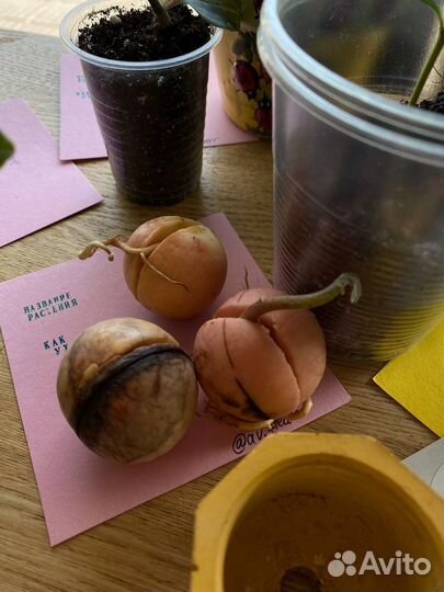 Растения бесплатно - Своп