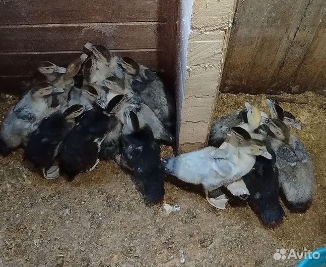 Мускусные утята индоутки