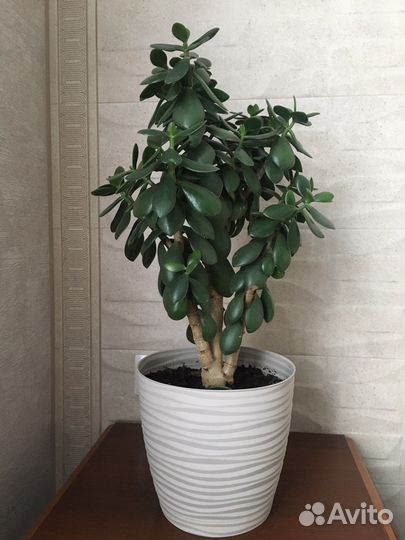 Толстянка(Денежное дерево)