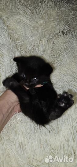 Котята в добрые руки бесплатно