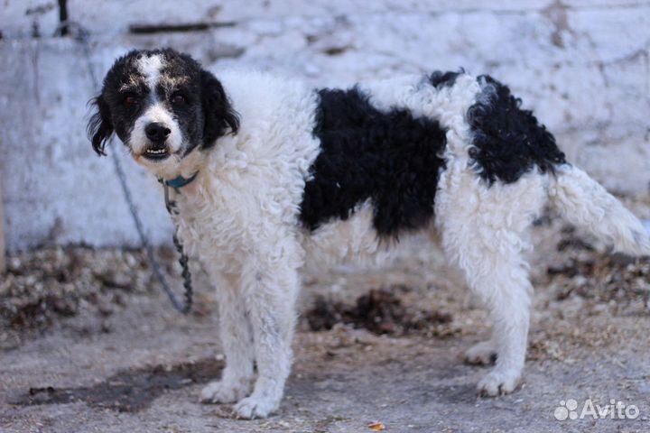 Собака в добрые руки