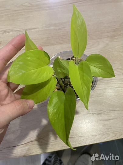 Эпипремнум, филодендрон