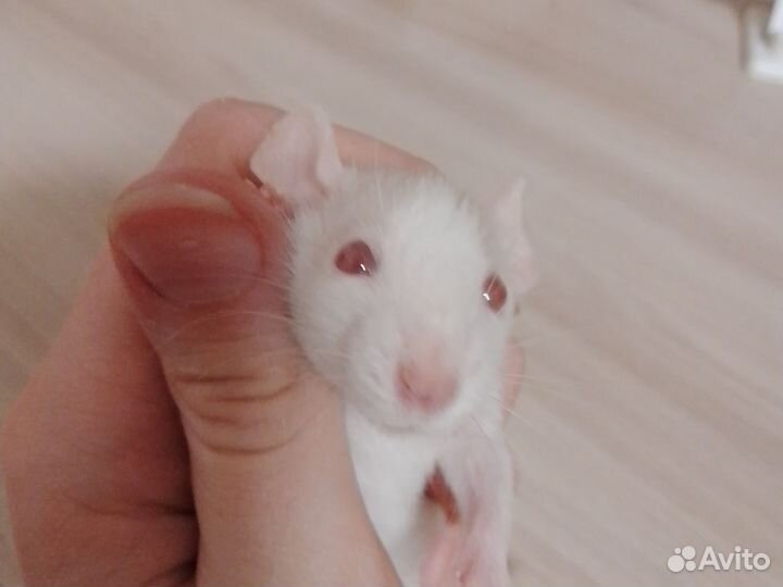 Крысёнок хаски