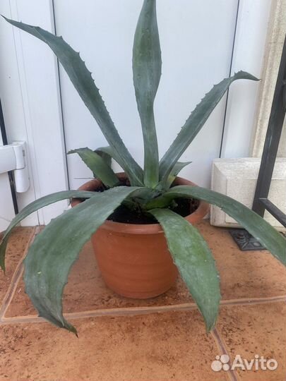 Мексиканская Агава голубая