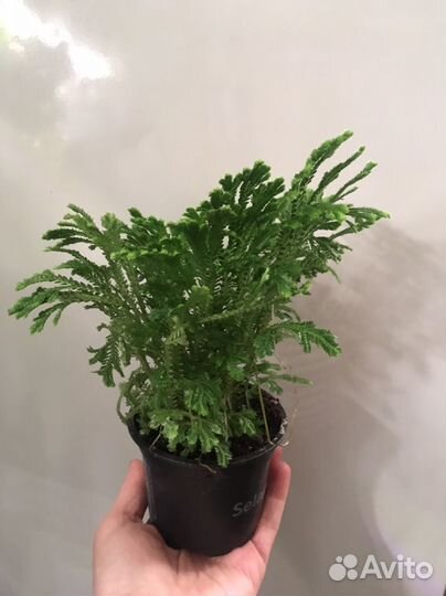 Селагинелла