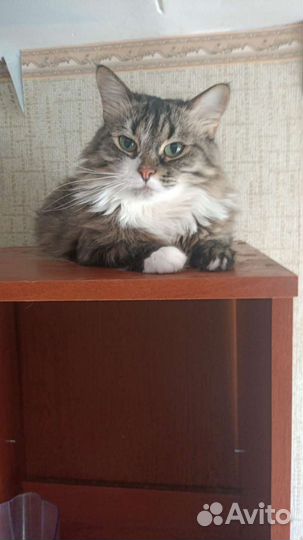 Кошка в дар