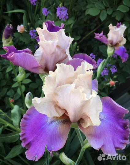 Ирисы бородатые