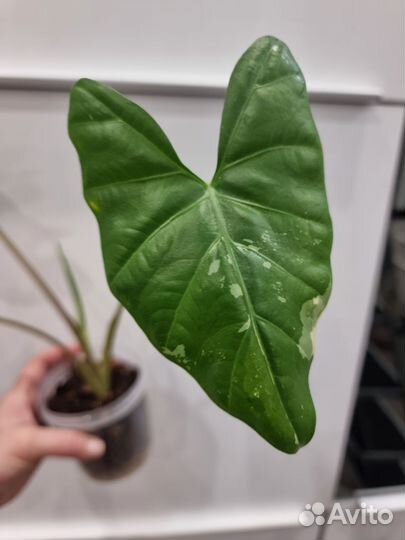 Алоказия Флемингиана взрослое растение
