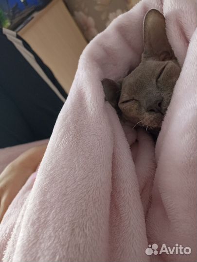 Донской сфинкс