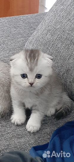 Шотландские котята