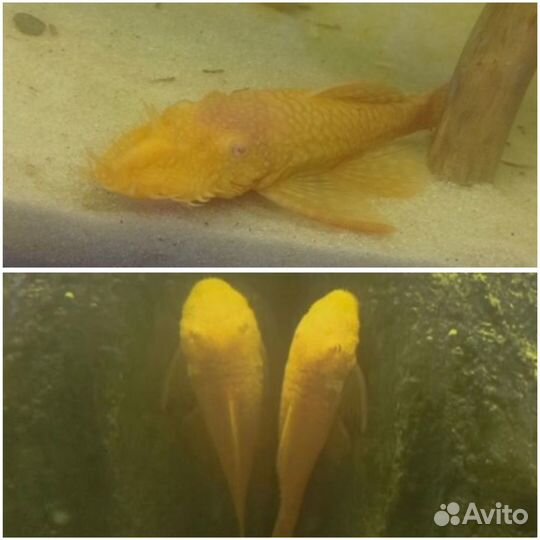 Жёлтый или Золотой Анциструс