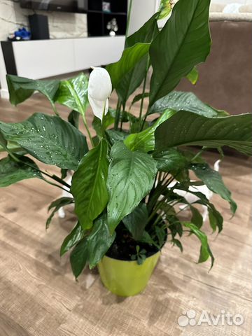 Спатифиллум