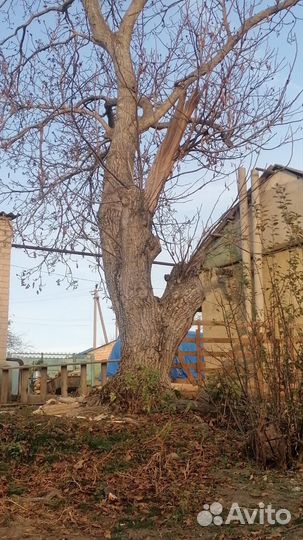 Стволы деревьев орех,тополь