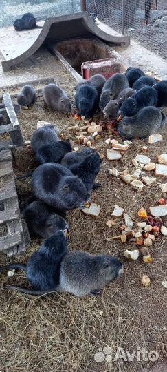 Нутрии на племя и мясо