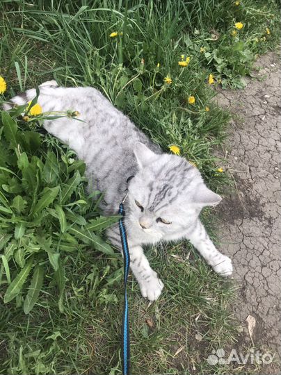 Отдам кота в добрые руки