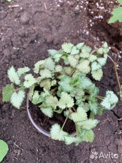 Почвопокровные растения