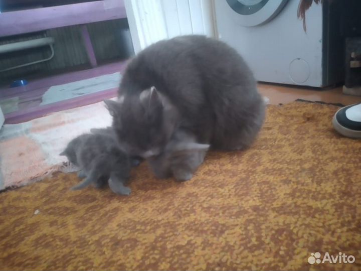 Отдам котят