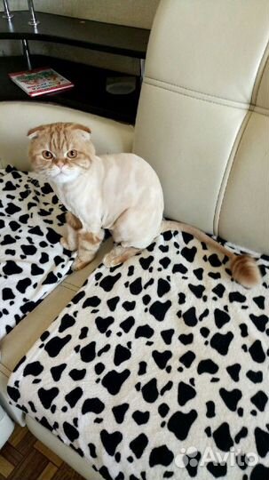 Стрижка котов и кошечек