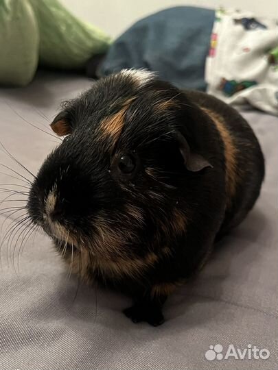 Морские свинки с витриной