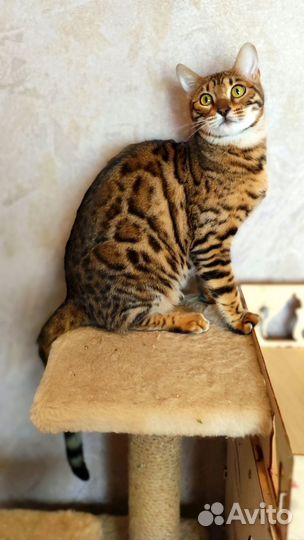 Бенгалочка