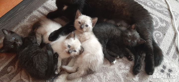 Кошки