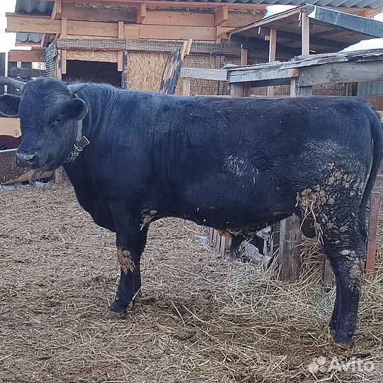 Быки на племя