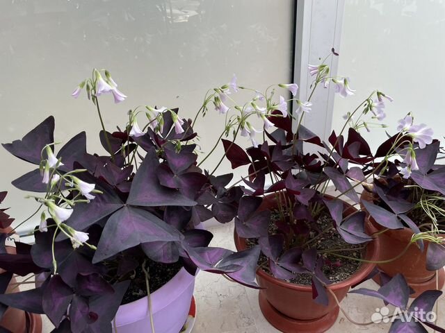 Кислица (оксалис)