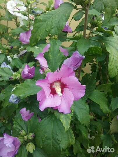 Гибискус Сирийский (древовидный, садовый)