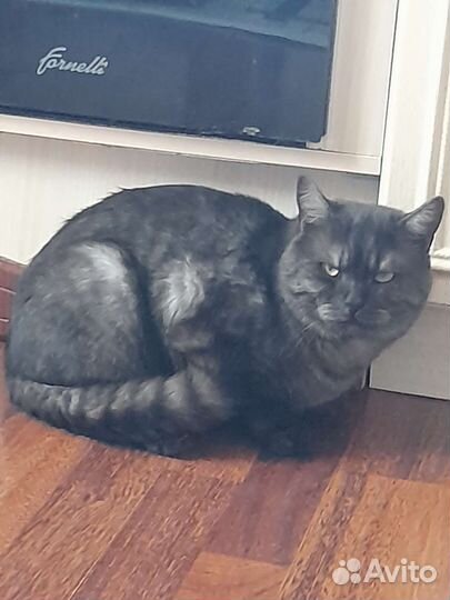 Кот в дар