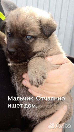 Собака в добрые руки отдам бесплатно