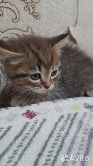Отдам котёнка