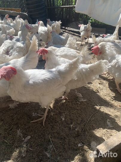 Куры несушки