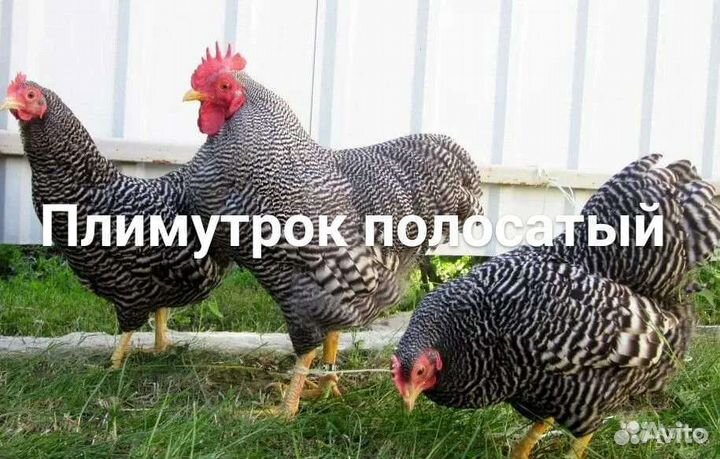 Цыплята плимутрок