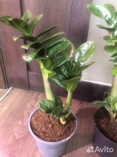 Замиокулькас зензи деленки от взрослого растения