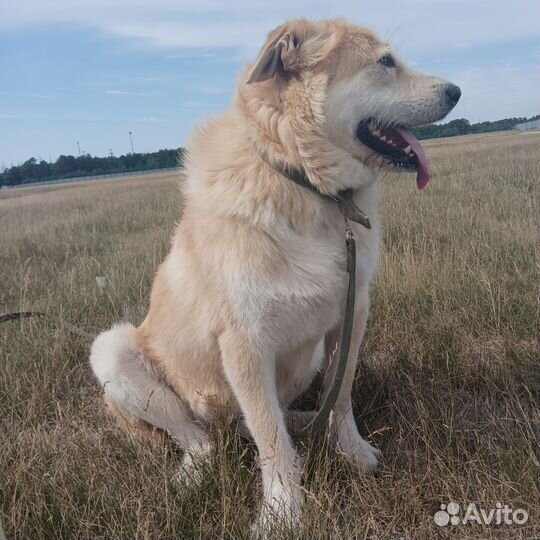Отдам бесплатно животные