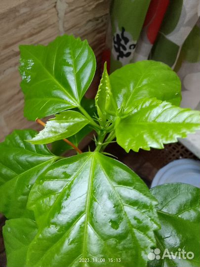 Гибискус китайская роза