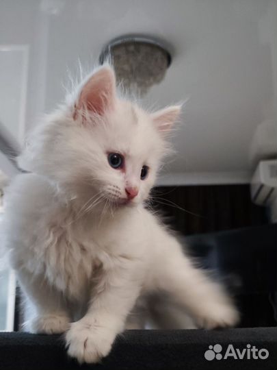 Котёнок ангора