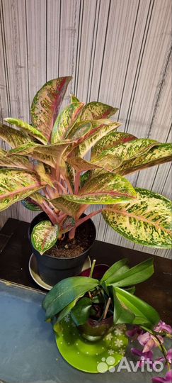 Аглаонема 10 карат