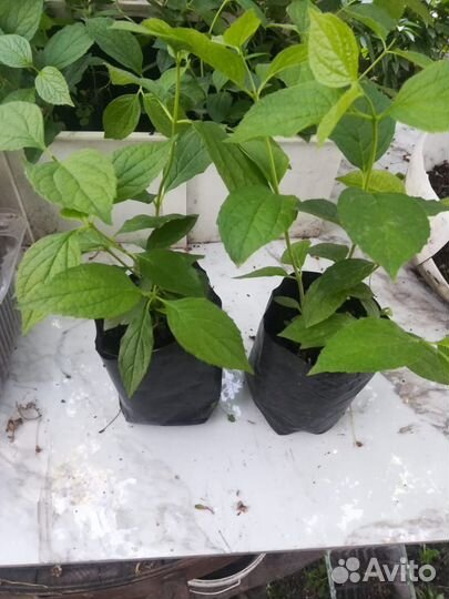 Жасмин чубушник