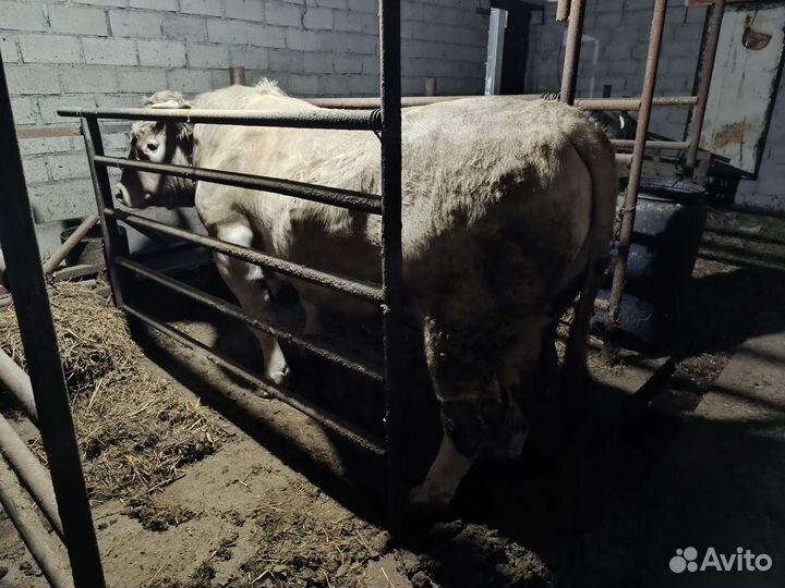 Быки на племя