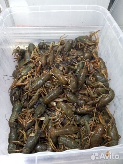 Живые и вареные раки