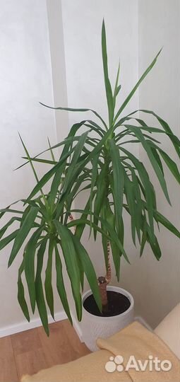 Пальма юкка