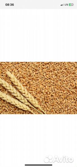 Зерно пшеница