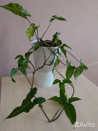 Сингониум ушколистый