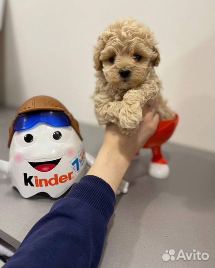 Мальтипу микро teddy f1 korea