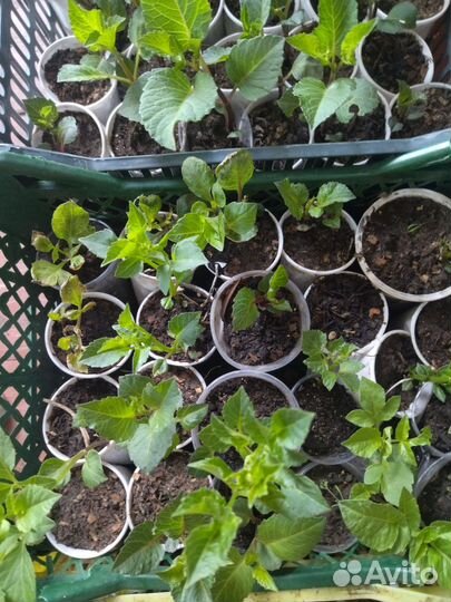 Продаю розы петуния георгины