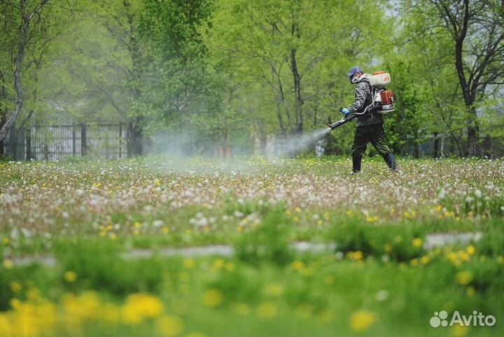 Уничтожение клопов тараканов лечение растений