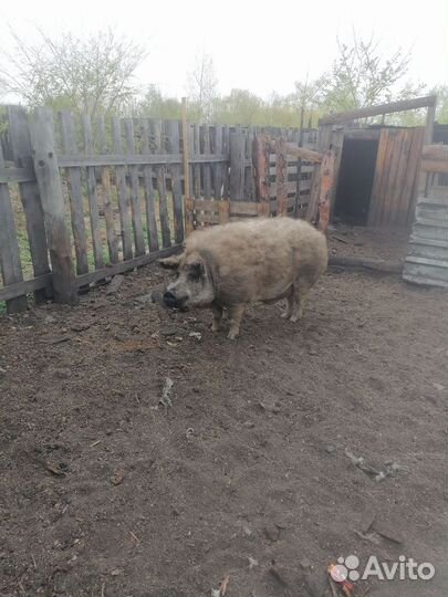 Мангалиц венгерский