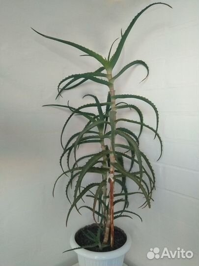 Алоэ лечебный (6лет, 4года, 2года, 1год)