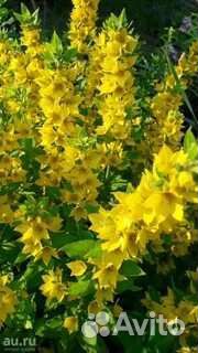 Вербейник (Лизимахия)